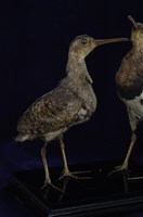 藏品(彩鷸)的圖片